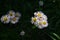 Philadelphia fleabane flowers