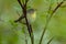 Philadelphia Vireo - Vireo philadelphicus