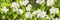 Philadelphus coronarius, false jasmine, background banner panorama. Blooming English dogwood white flowers with strong aroma on