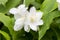 Philadelphus coronarius flowering shrub white petals, yellow pistil and stamens. Blooming English dogwood, beautiful delicate