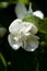 Philadelphus coronarius sweet mock orange, English dogwood. Closeup of Sweet mock-orange Philadelphus coronarius flowers.