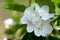 Philadelphus coronarius sweet mock orange, English dogwood. Closeup of Sweet mock-orange Philadelphus coronarius flowers