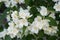 Philadelphus coronarius sweet mock-orange, English dogwood white flowers