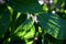 Philadelphus coronarius or Sweet mock orange translucent leaves in fall sunny day selective focus closeup floral