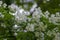 Philadelphus coronarius sweet mock-orange white flowers in bloom on shrub branches, flowering English dogwood ornamental plant