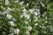 Philadelphus coronarius sweet mock-orange white flowers in bloom on shrub branches, flowering English dogwood ornamental plant