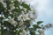 Philadelphus coronarius sweet mock-orange white flowers in bloom on shrub branches, flowering English dogwood ornamental plant