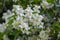 Philadelphus coronarius sweet mock-orange white flowers in bloom on shrub branches, flowering English dogwood ornamental plant