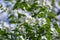 Philadelphus coronarius sweet mock-orange white flowers in bloom on shrub branches, flowering English dogwood ornamental plant