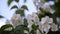 Philadelphus coronarng. White jasmine flowers sway in the wind.