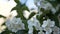 Philadelphus coronarng. White jasmine flowers sway in the wind.