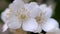 Philadelphus coronarng. White jasmine flowers sway in the wind.