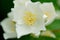 Philadelphus flower from above