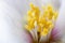 Philadelphus flower extreme close up with pollen