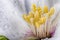 Philadelphus flower macro with water drops