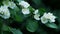 Philadelphus flowers on a branch. White delicate flowers. Blooming jasmine bush