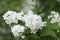 Philadelphus flowers in spring, close up