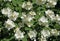 Philadelphus fragrant white flowers