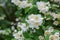 Philadelphus lewisii, Lewis's Mock-orange, fragrant white flowers