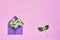 Philadelphus or mock-orange flowers in violet envelope on pink pastel background. Flat lay of Birhday, Mothers Day, bachelorette,