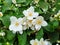 Philadelphus or Mock Orange shrub