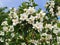 Philadelphus or Mock Orange shrub