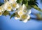 Philadelphus mock-orange, white spring flowers with jasmine scent. Space for text