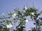 Philadelphus shrub in bloom