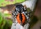 Philaeus chrysops jumping spider