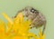 Philaeus chrysops - Jumping spider