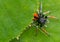Philaeus chrysops - Jumping spider