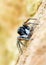 Philaeus chrysops , Red-bellied jumping spider portrait