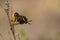Philanthus - The European wolf bee is a species of Hymenoptera apocrita in the Crabronidae family.