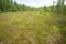 Philbrick-Cricenti Bog mat in New London, New Hampshire