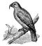 Philip Island Parrot, vintage illustration