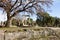 Philippeion in the Altis of Olympia behind a tree in open-air museum in Ancient Olympia, Greece