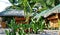 Philippine bamboo huts among tropical greenery