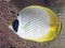 Philippine butterflyfish