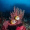 Philippine butterflyfish, Chaetodon adiergastos. Tropical coral background. Misool, Raja Ampat, Indonesia