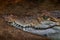 Philippine crocodile, Crocodylus mindorensis, relatively small species of freshwater crocodile. Detail muzzle portrait of reptile