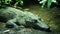 Philippine Crododile - Crocodylus mindorensis