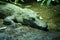 Philippine Crododile - Crocodylus mindorensis