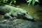 Philippine Crododile - Crocodylus mindorensis