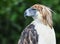 Philippine Eagle