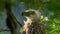 Philippine Eagle Chick sitting on tree