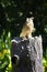 Philippine Eagle on a log of wood