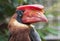 Philippine hornbill rufous hornbill bird portrait