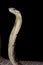 Philippine King cobra Ophiophagus hannah