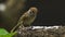 Philippine Maya Bird or Eurasian Tree Sparrow perching on tree branch pecking rice grains