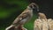 Philippine Maya Bird Eurasian Tree Sparrows or Passer montanus perch on twigs mouth feeding each other.